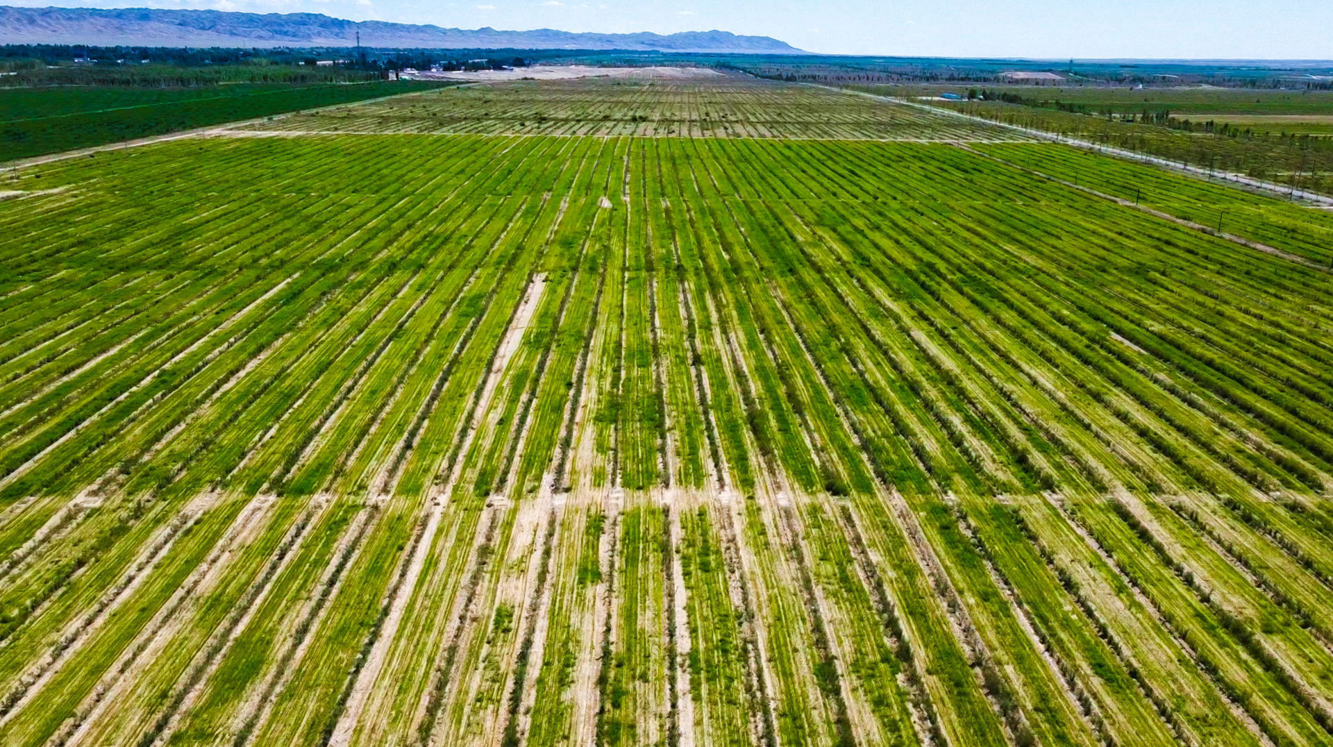 垦荒先锋路 漫漫边疆情  ——沙棘种植公益行动暨太阳石沙棘种植专业合作社成立仪式在新疆阿勒泰成功举行(图13)