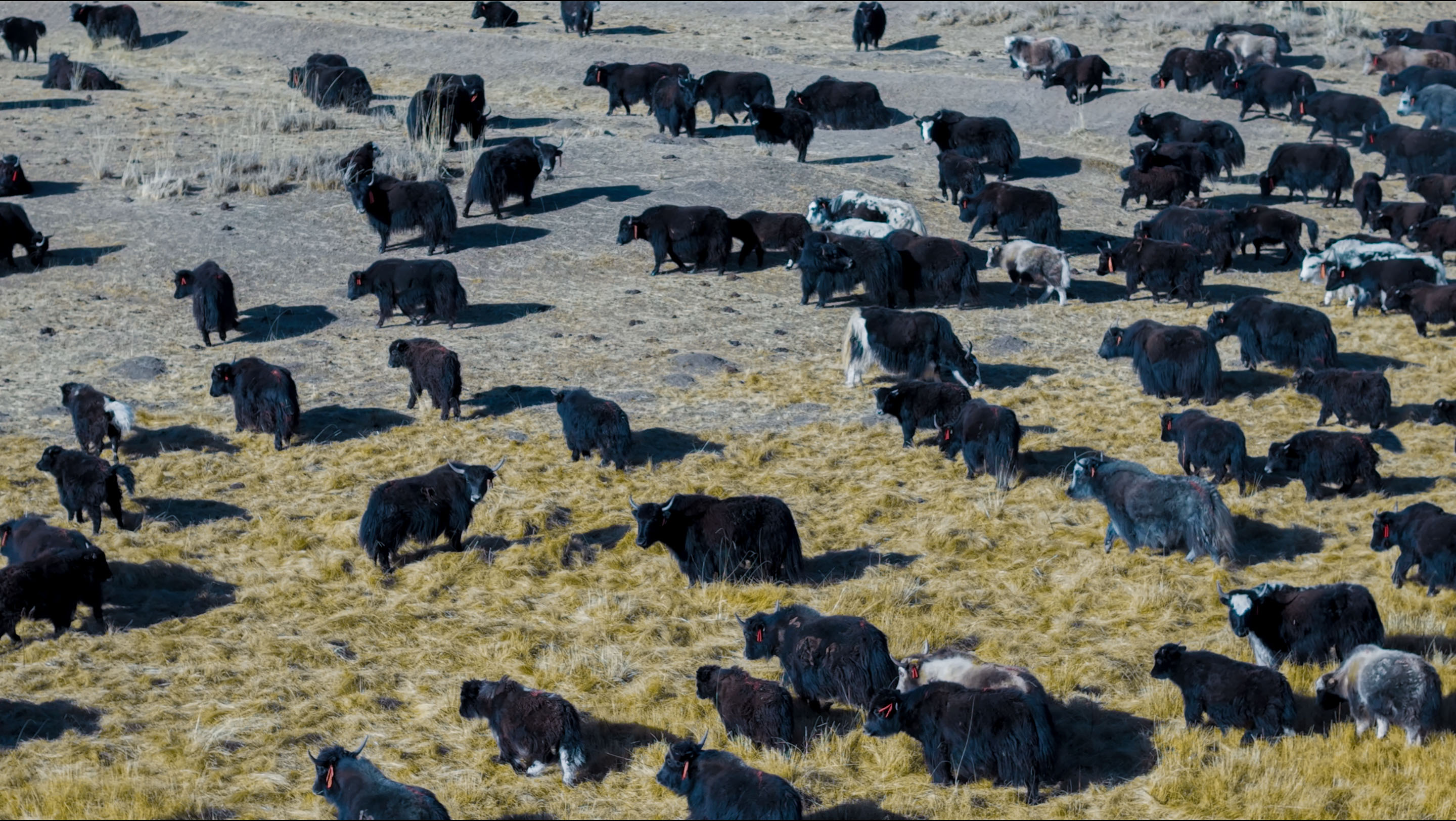 开元ky棋8924与三江源生态保护基金会座谈交流会在青海西宁召开(图7)